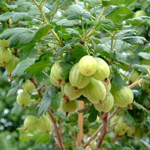 Ribes uva-crispa 'Pallagi Óriás' – Egres fa